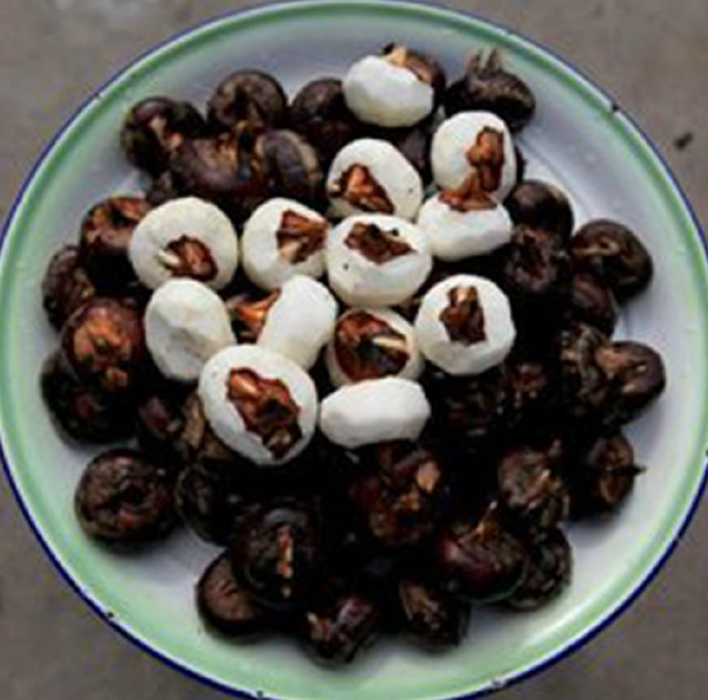 荸薺之旅，探尋內(nèi)心平靜的綠色行情