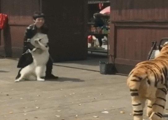 比格犬價(jià)格揭秘，一場友情的溫馨旅程開啟愛與忠誠的旅程