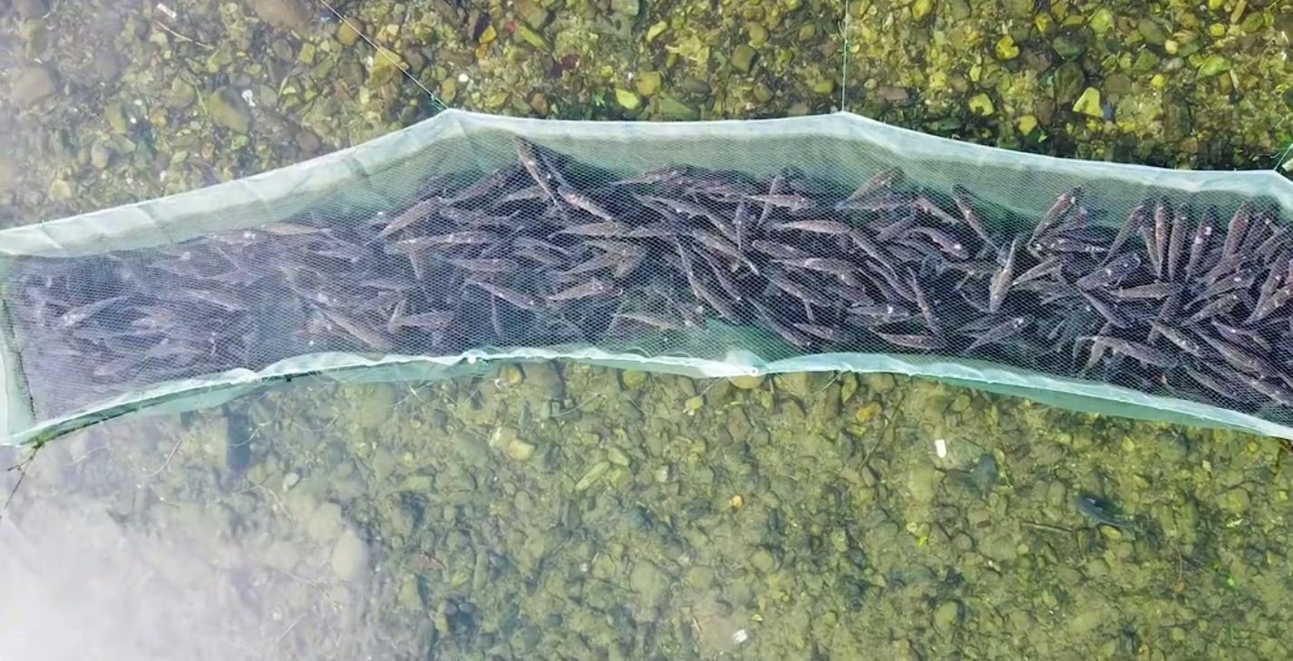 草魚最新價(jià)格行情及其背后的故事