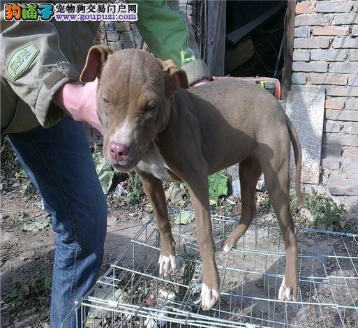 比特羊最新資訊,比特羊最新資訊，引領(lǐng)數(shù)字時(shí)代的先鋒力量