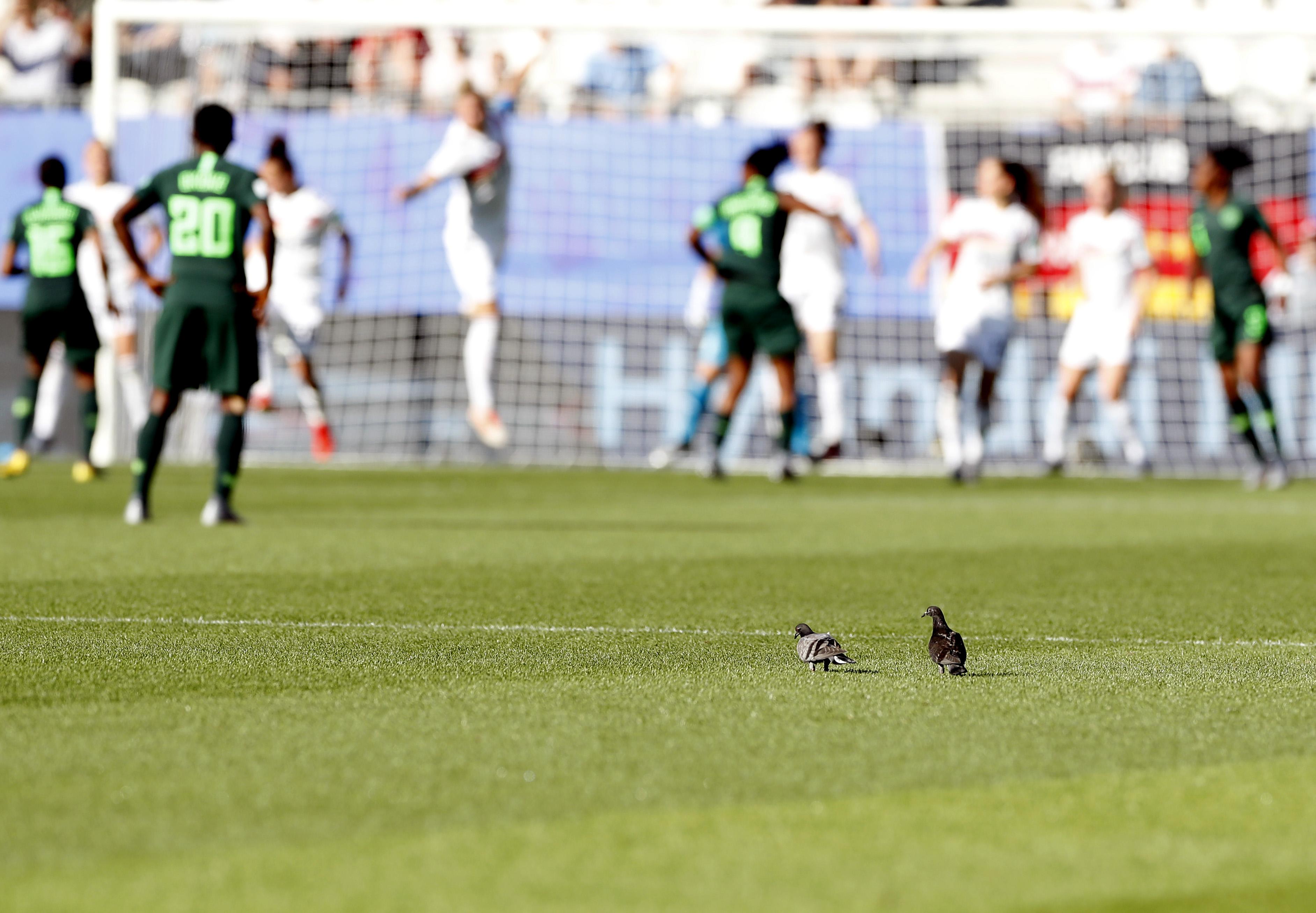 飛翔的夢(mèng)想與現(xiàn)實(shí)，鴿子比賽全程精彩實(shí)錄