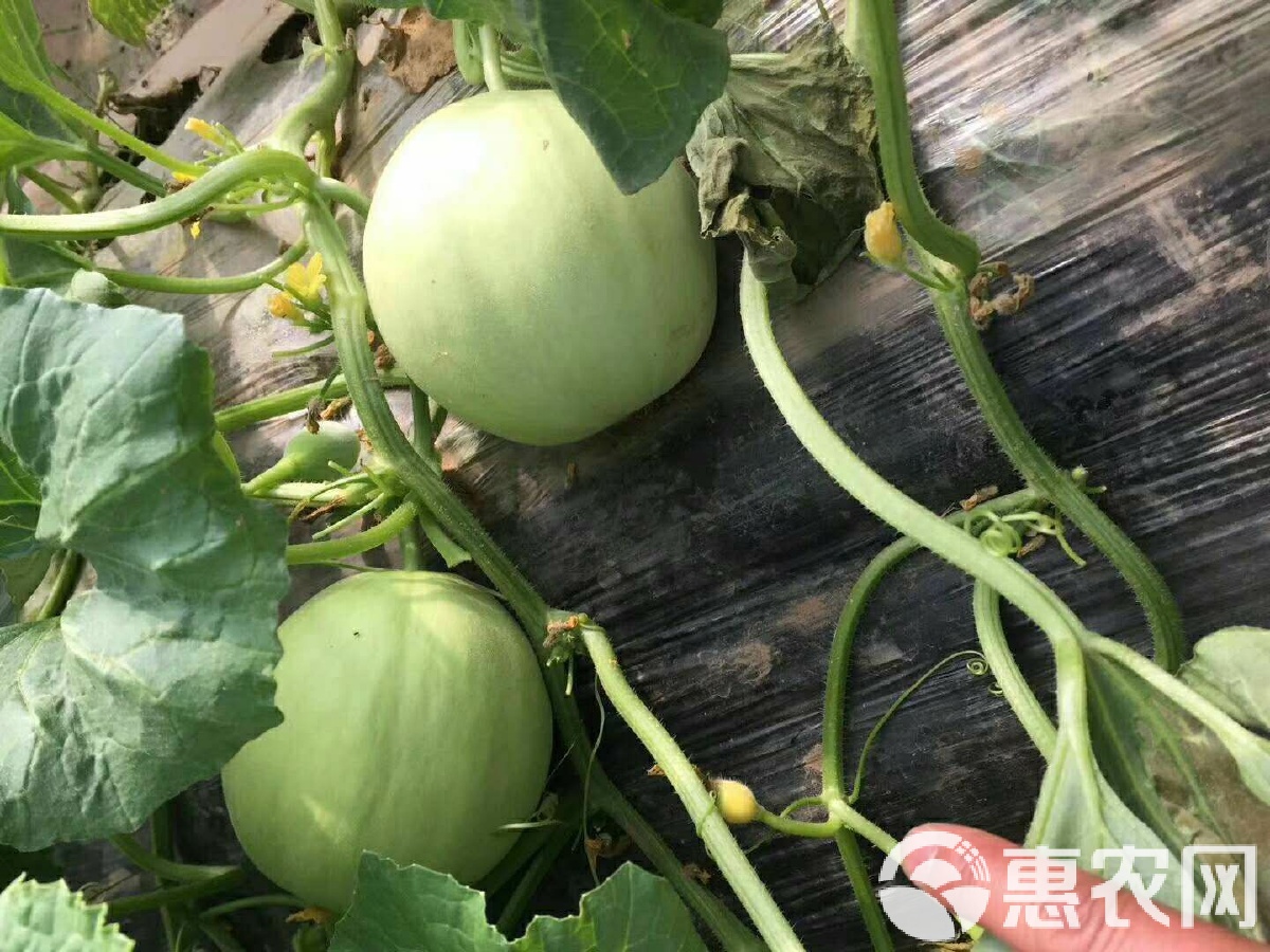 閆良甜瓜行情揭秘，夏日甜瓜情緣與夏日記憶