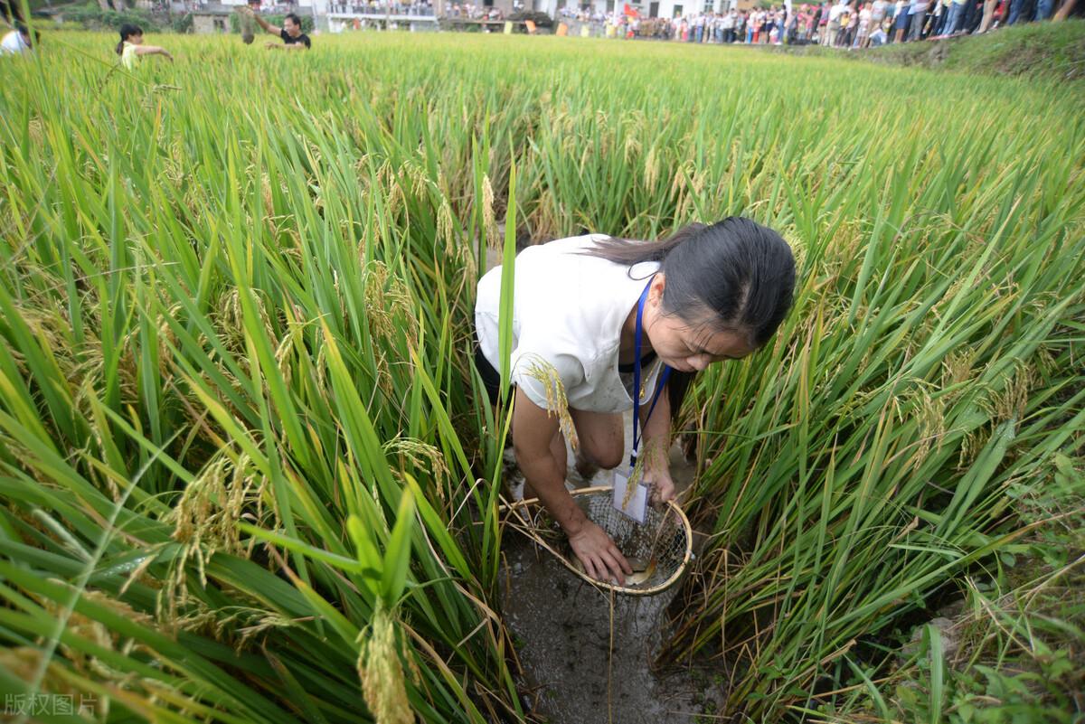 大米行情解析，市場走勢及影響因素深度剖析