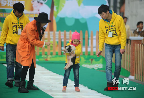 抱豬比賽，歡樂無限，盡享激情時(shí)刻！