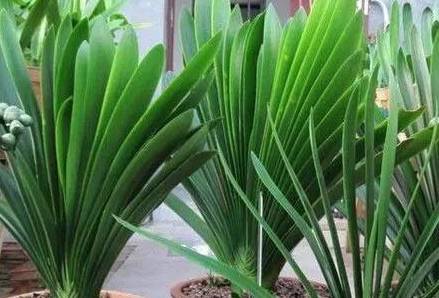 葉綠更新，植物生命力與科技融合的新篇章