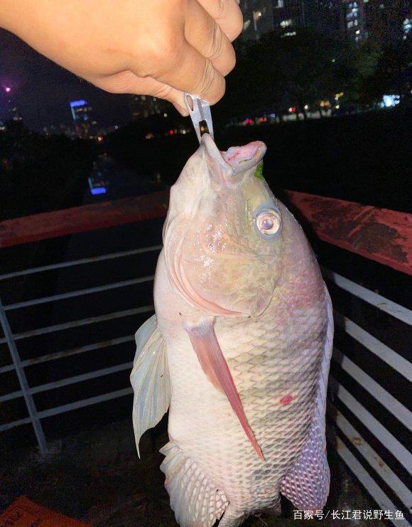 不斷學(xué)習(xí)中捕撈成功的魚(yú)，最新捕魚(yú)技巧分享