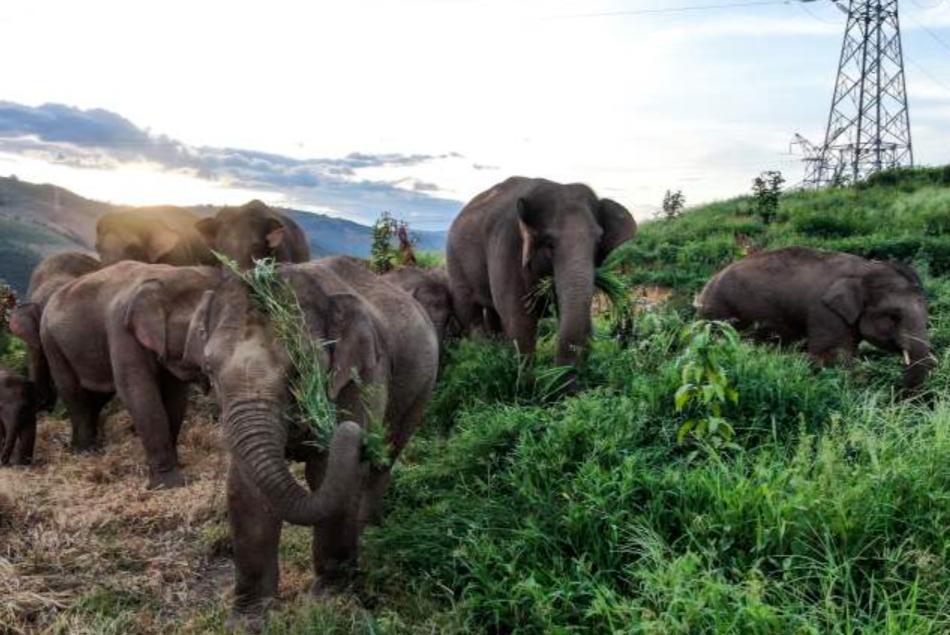 野生象群動(dòng)態(tài)觀察與研究簡(jiǎn)報(bào)
