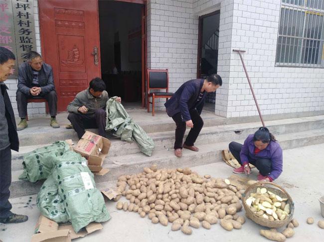 帶你走進(jìn)五彩斑斕的土豆世界，最新土豆品種介紹