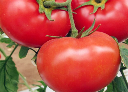 四川今日西紅柿價(jià)格行情,四川今日西紅柿價(jià)格行情與一籃子的友情故事