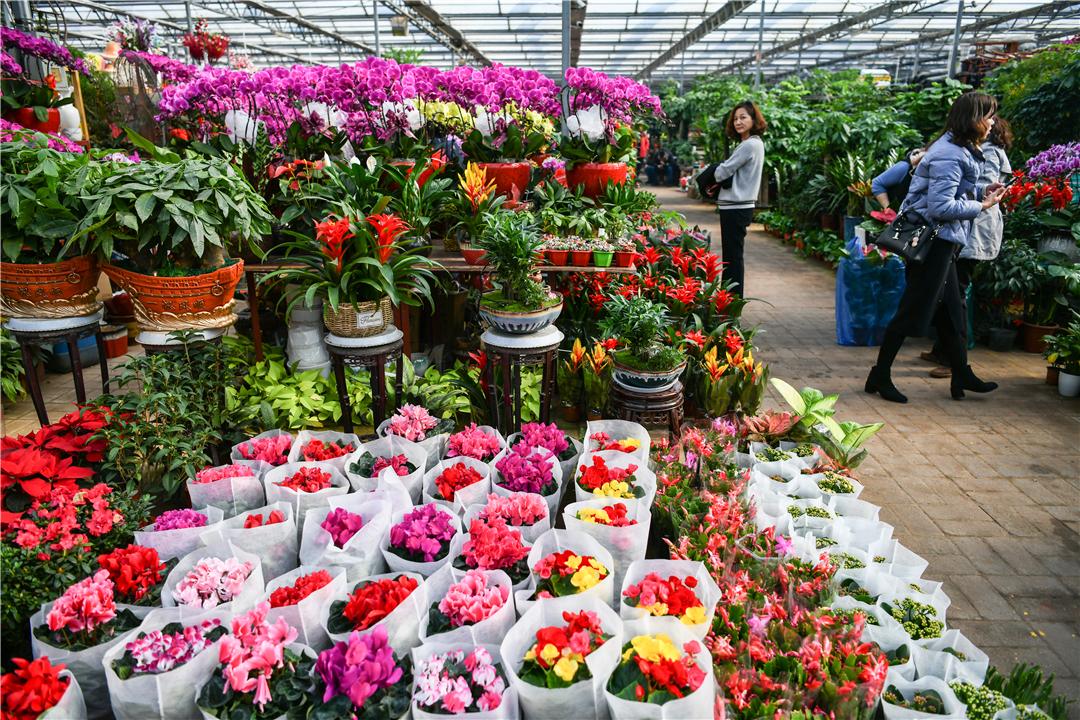 科技引領(lǐng)下的花卉市場新紀元，各種鮮花批發(fā)價格解析