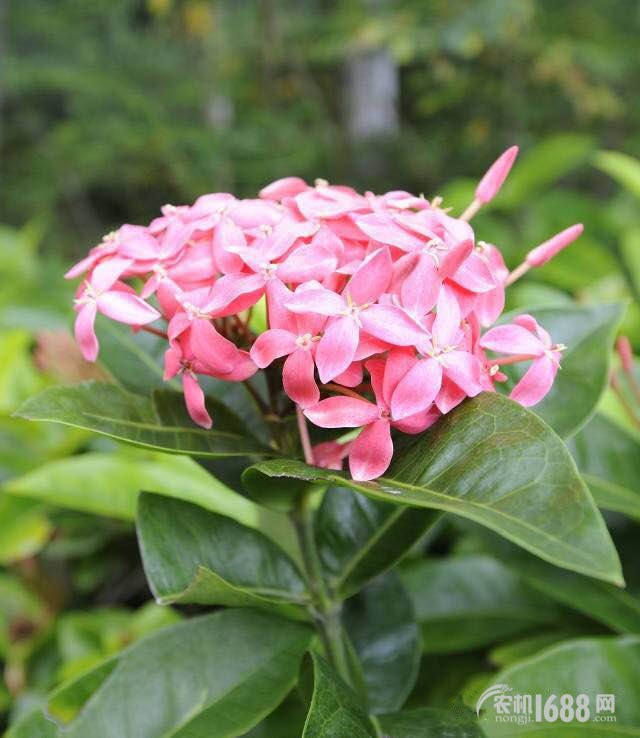 2025澳門精準(zhǔn)正版免費(fèi)大全,動(dòng)態(tài)解讀分析_云端共享版66.815