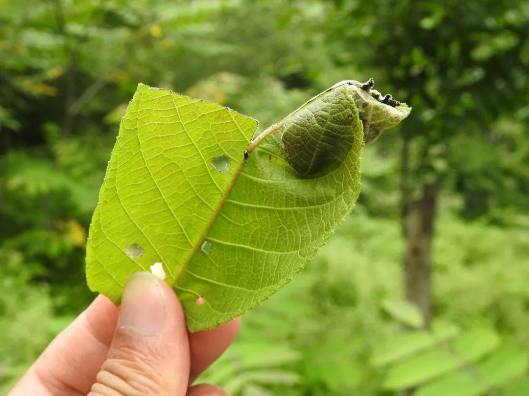 最新野外汽車體驗(yàn)之旅，駛向自然，探尋內(nèi)心平靜之道