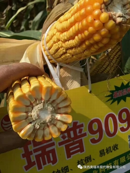 最新國審瑞普909品種，農(nóng)業(yè)發(fā)展的雙刃劍揭秘