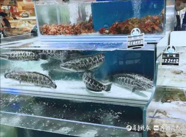 科技賦能生活，智能魚價通——淡水魚價格盡在掌握的新伙伴