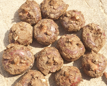 荔浦馬蹄價格行情新鮮發(fā)布，不容錯過！