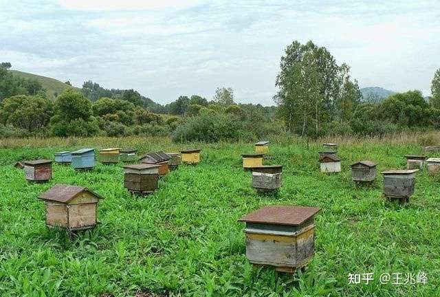 養(yǎng)蜂全步驟指南，把握行情，洞悉養(yǎng)蜂業(yè)發(fā)展趨勢