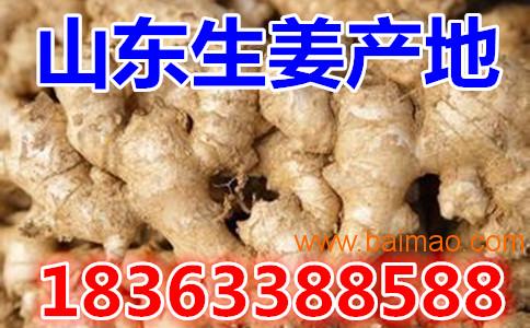 生姜價(jià)格動(dòng)態(tài)，市場走勢分析與預(yù)測