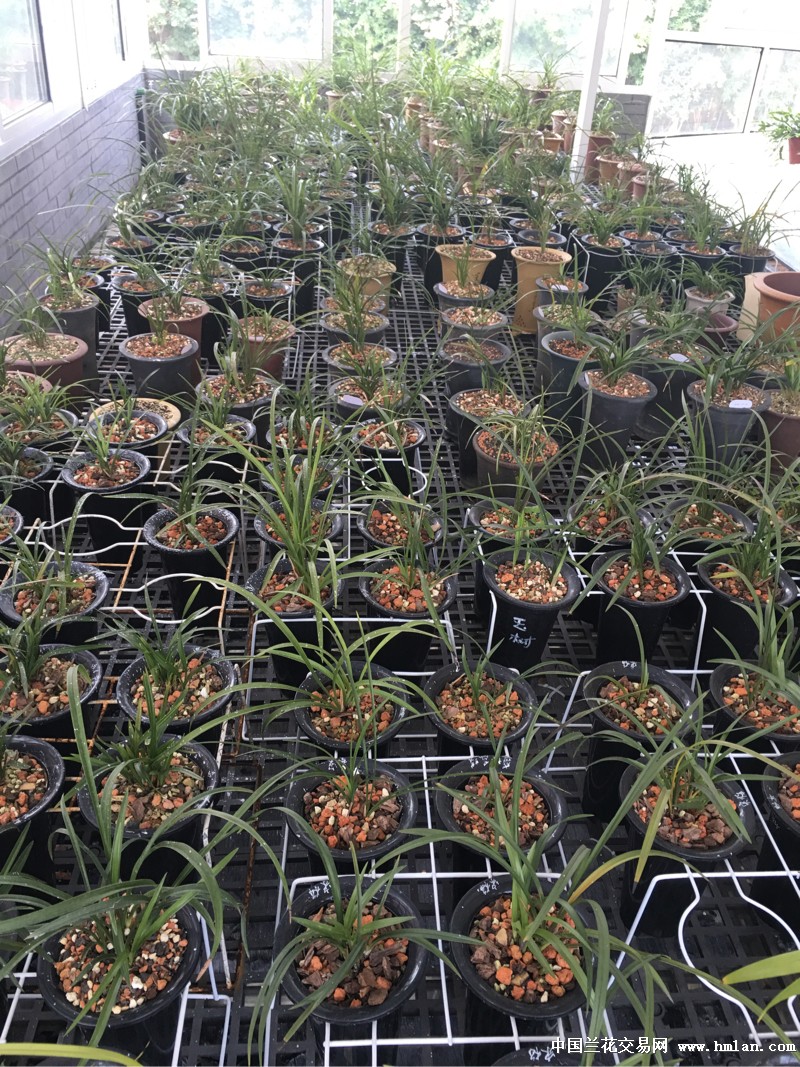 深度洞察2016蘭花市場(chǎng)行情，繁榮背后的故事