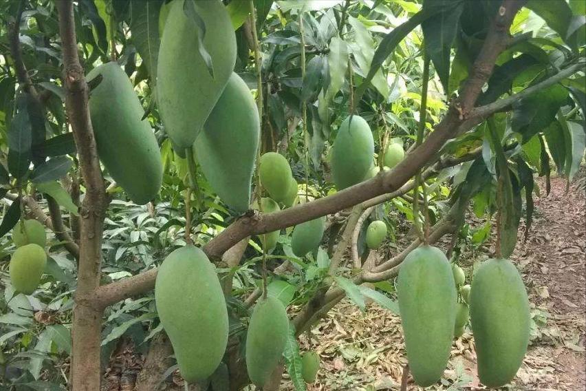 蘋(píng)果股票行情詳解，分析與投資決策步驟指南（初學(xué)者與進(jìn)階用戶適用）