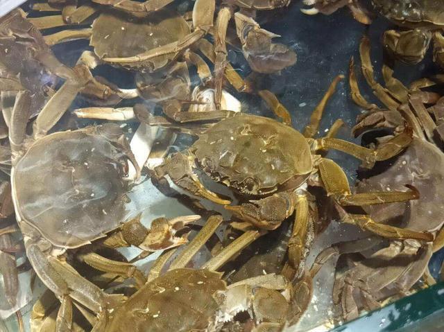 螃蟹的價(jià)格揭秘，一次自然美景探索之旅的收獲與體驗(yàn)