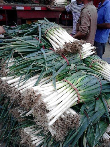 安丘大蔥最新價(jià)格動(dòng)態(tài),安丘大蔥最新價(jià)格動(dòng)態(tài)，小巷深處的蔥香秘境