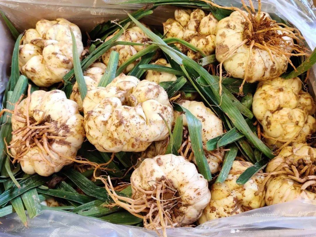 豇豆價格最新行情，科技智能引領(lǐng)生活，應(yīng)用升級再掀波瀾