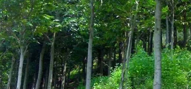 深度解析，5年沉香樹整棵價格全面剖析