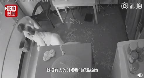 最新虐待老人視頻集錦與小巷深處的特色小店探秘揭秘