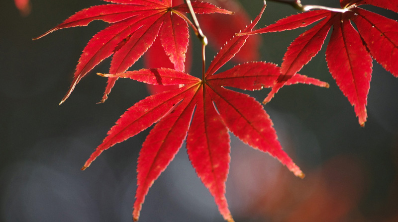 羽毛楓價(jià)格震蕩下跌背后的機(jī)遇與挑戰(zhàn)，學(xué)習(xí)與成長(zhǎng)的探索之旅