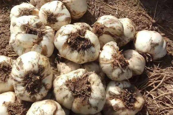 探訪小巷中的獨(dú)特百合小店，新鮮百合上市季節(jié)揭秘！