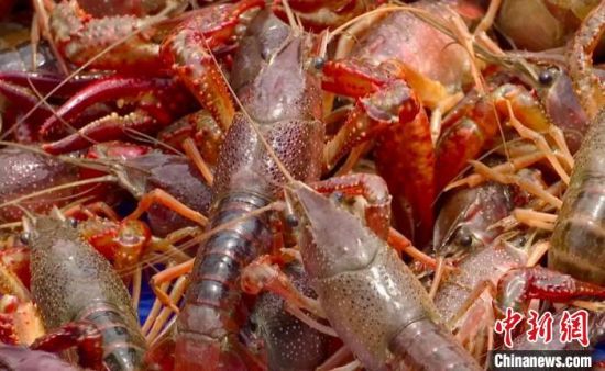 小龍蝦上市公司，產(chǎn)業(yè)繁榮下的多維視角深度剖析