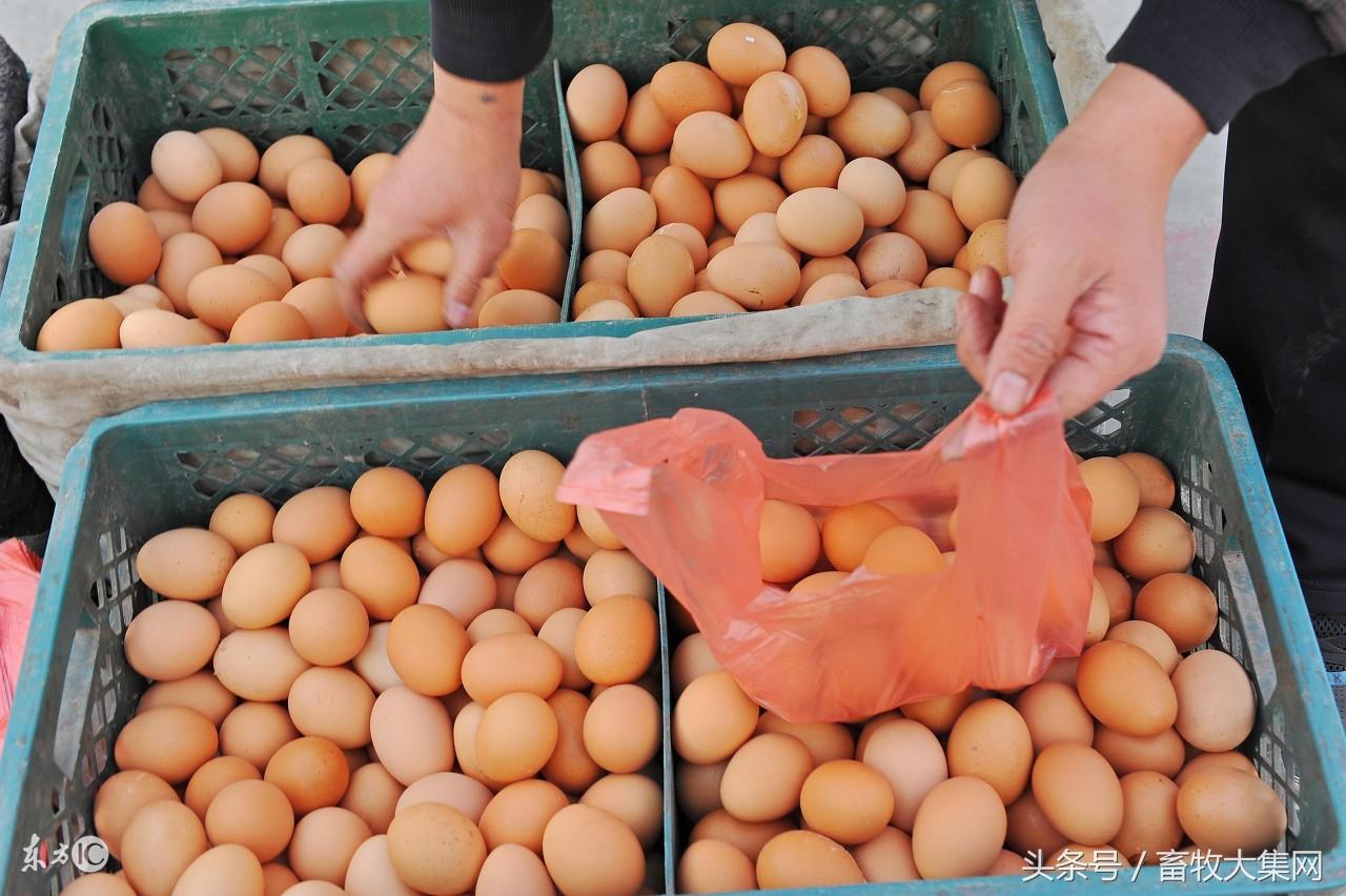全國雞蛋最新批發(fā)價，市場分析、趨勢預(yù)測及影響因素全解析