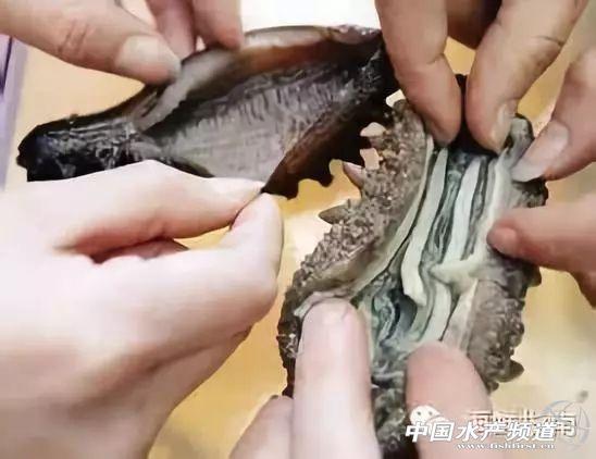 珍貴友情與海參故事，80-100頭海參價(jià)格表與珍貴體驗(yàn)