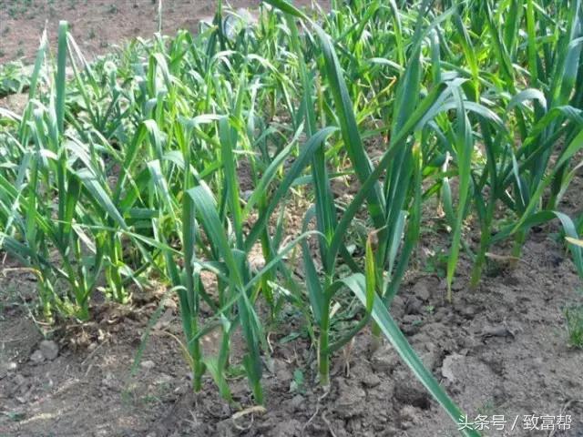 安丘大蒜最新市場價格揭秘，小巷深處的蒜香寶藏！