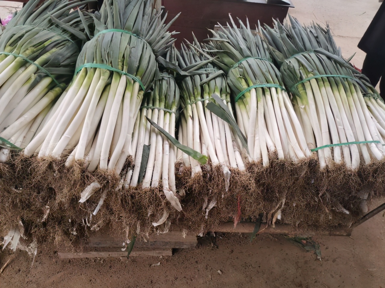 山東大蔥價格行情變化中的學(xué)習(xí)，自信與成就感的源泉