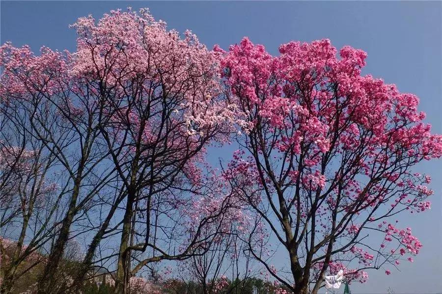 櫻花行情，浪漫滿溢的櫻花季來臨！