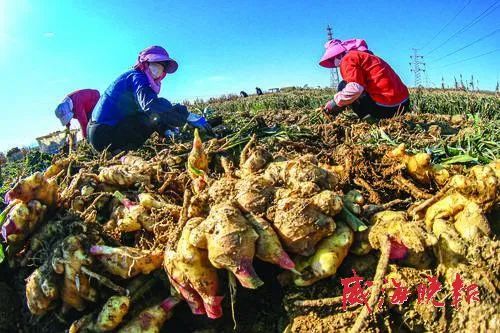 乳山大姜最新行情動(dòng)態(tài)更新，市場(chǎng)走勢(shì)分析