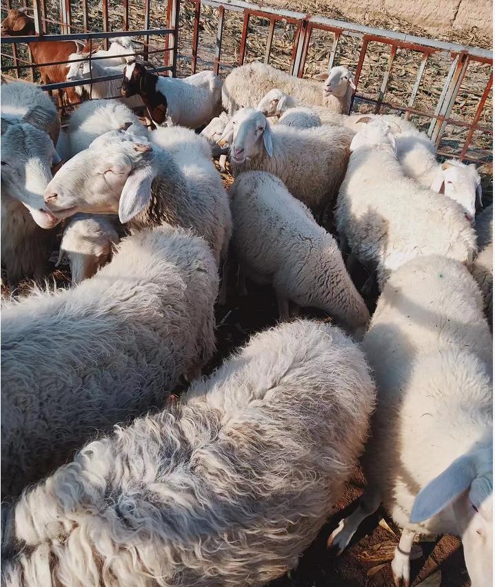 科技重塑農(nóng)業(yè)格局，玉米最新價(jià)格與智能引領(lǐng)未來(lái)趨勢(shì)分析