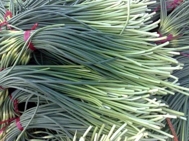 蒜薹行情深度解析，回溯與洞察