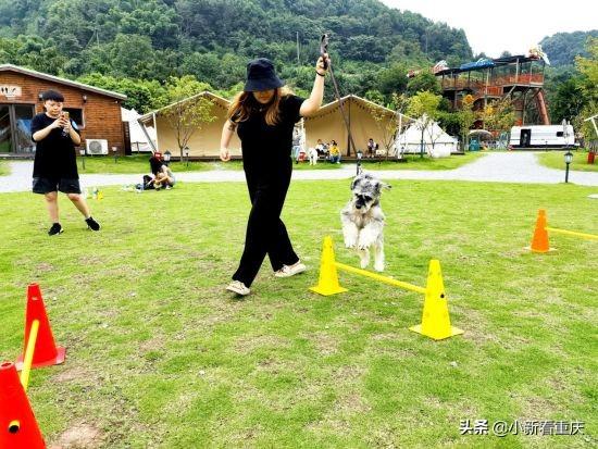 狗狗萌態(tài)新片段，小巷深處的萌寵樂園探秘