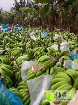 廣西香蕉產(chǎn)地價格行情探索，一場尋求內(nèi)心寧靜的香蕉之旅