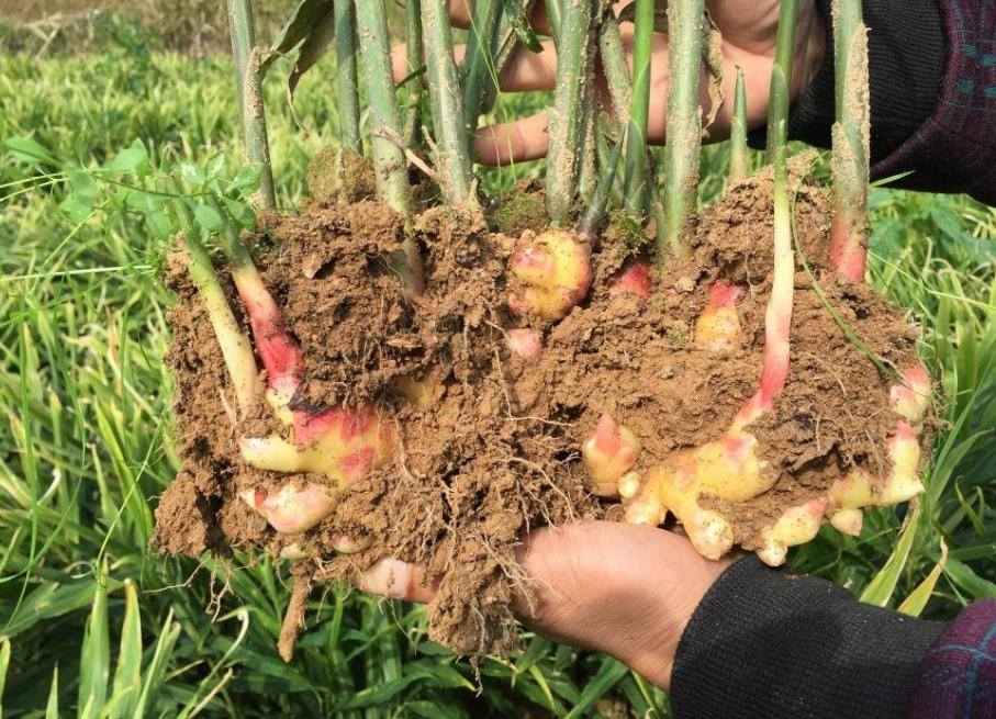 生牛肉市場行情深度解析，市場走勢、影響因素及未來趨勢分析
