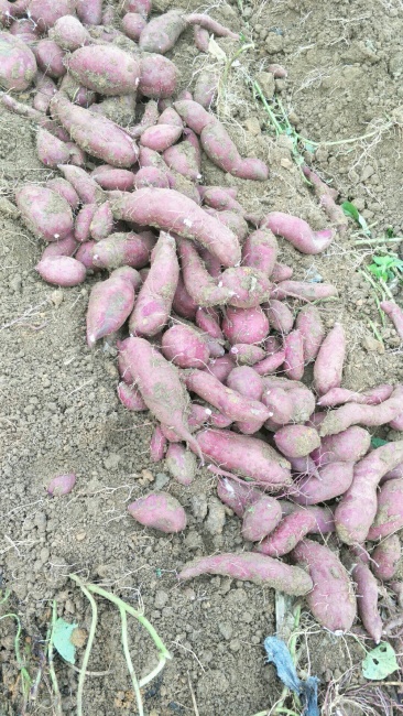 西瓜紅紅薯價(jià)格行情詳解及市場(chǎng)動(dòng)態(tài)把握策略