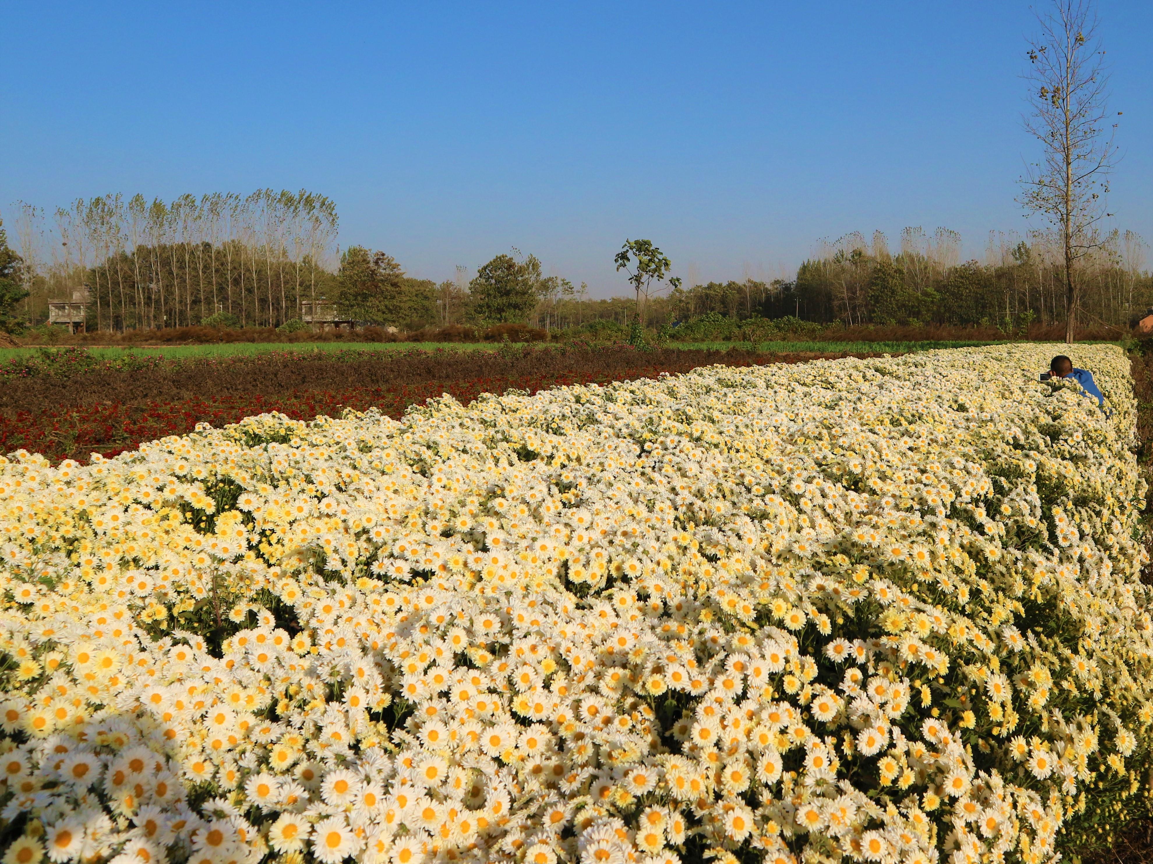杭白菊行情，科技之花引領(lǐng)新生活