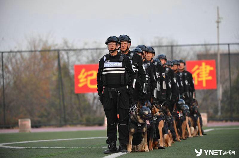 牧羊犬比賽超燃現(xiàn)場，激烈競技展現(xiàn)犬只天賦！