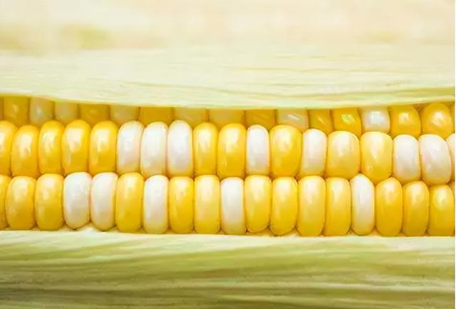 鮮食玉米行情深度解析，自然美景下的旅行探索之旅