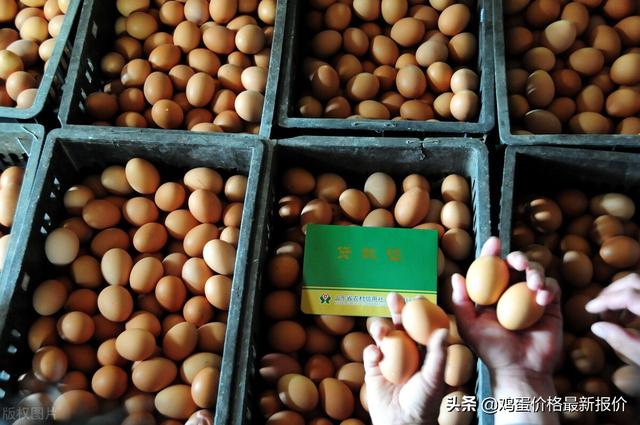 牧雞蛋價(jià)格行情深度解析