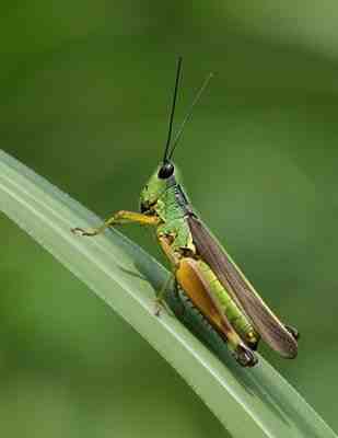 竹蝗最新資訊與防治觀察全面指南