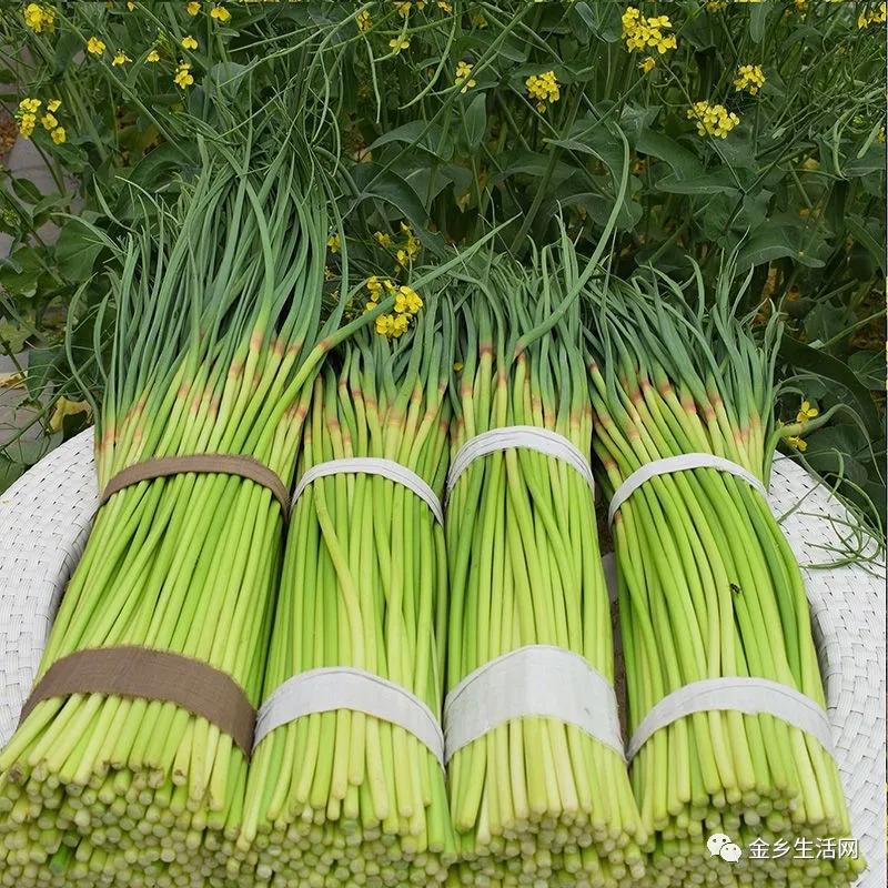 今日金鄉(xiāng)蒜片報(bào)價(jià)動(dòng)態(tài)，變化中的學(xué)習(xí)助力實(shí)現(xiàn)夢(mèng)想與自信