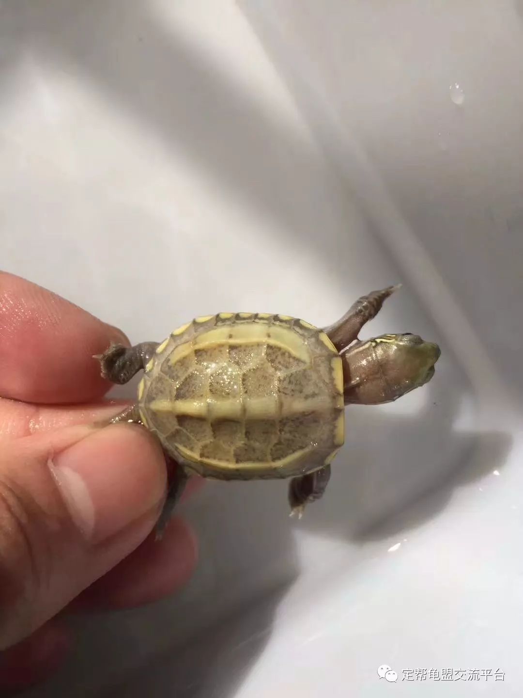 龜類養(yǎng)殖市場探索，多元視角下的市場分析與展望